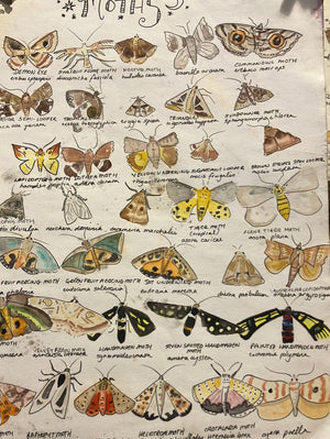 Butterfly prints